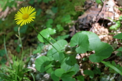 Doronicum columnae