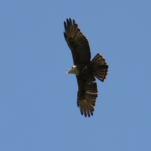 Rufous-bellied Eagle (Eastern)