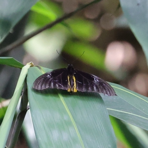 Mountain Birdwing