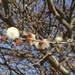 Acacia mellifera