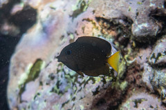 Ctenochaetus binotatus