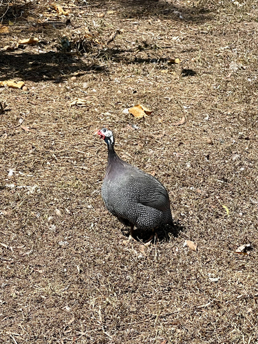 Helmeted Guineafowl