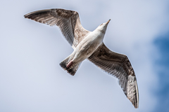 Larus