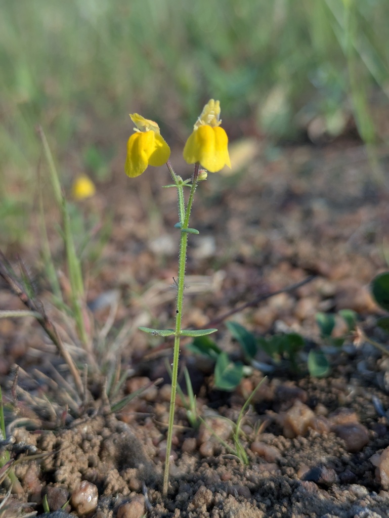 Lindernia minima
