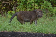 Macaca fascicularis