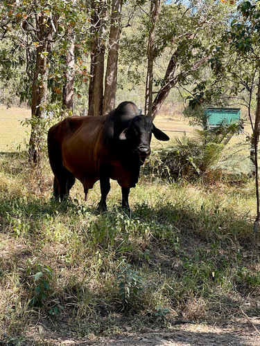 Domestic Cattle