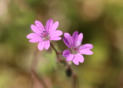 Geranium molle