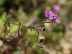 Geranium molle