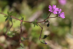 Geranium molle