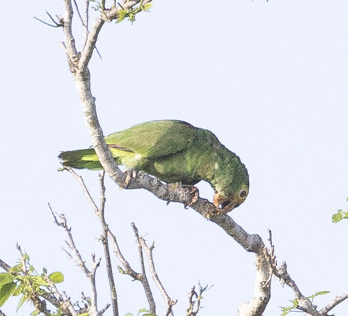 Yellow-headed Amazon