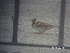 Passer domesticus