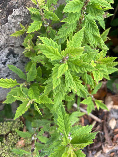 European water-horehound