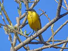 Motacilla flava thunbergi