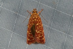 Syringoseca rhodoxantha