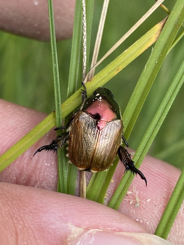 Popillia cupricollis