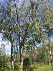 Melaleuca fluviatilis