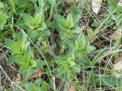 Gentiana cruciata