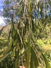 Melaleuca fluviatilis