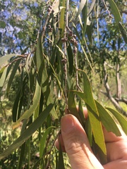 Melaleuca fluviatilis