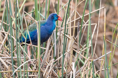 iNaturalist: (c) John Gale, some rights reserved (CC BY-NC), uploaded by John Gale iNaturalist image