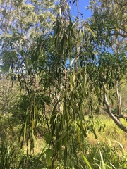 Melaleuca fluviatilis