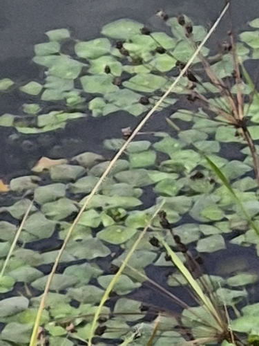 Water caltrop