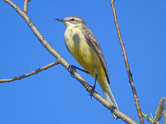 Motacilla flava thunbergi