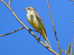 Motacilla flava thunbergi