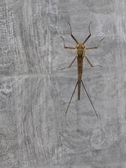 Ephemeroptera