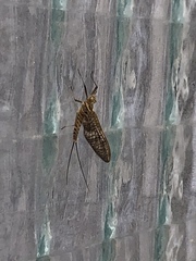 Ephemeroptera