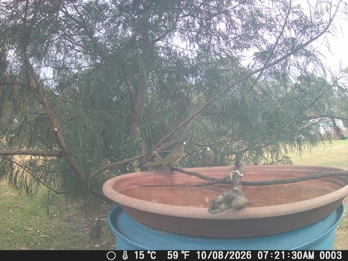Lewin's Honeyeater