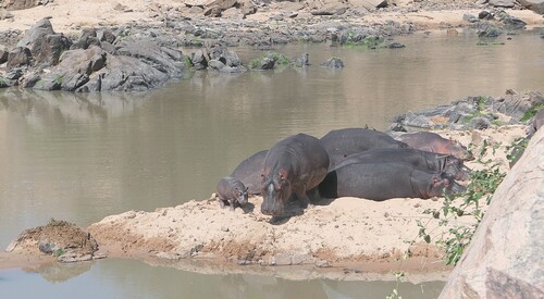Common Hippopotamus