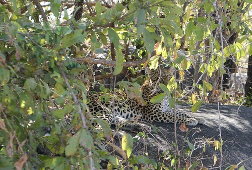 African Leopard