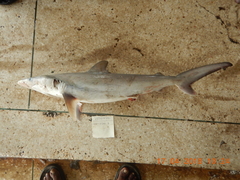 Carcharhinus brevipinna