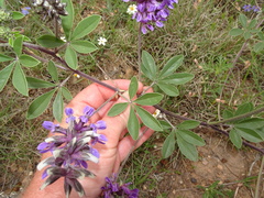 Pediomelum cuspidatum