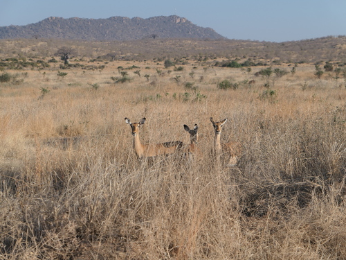 Common Impala