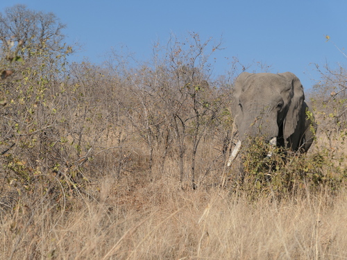 African Savanna Elephant