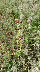 Ophrys speculum