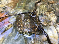 Mauremys leprosa leprosa