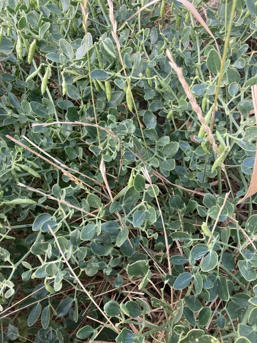 Zygophyllum fabago, photograph 6