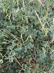 Zygophyllum fabago, photograph author not stated, no rights reserved
