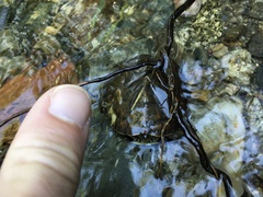 Mauremys leprosa leprosa