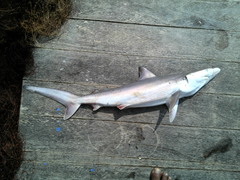 Carcharhinus brevipinna