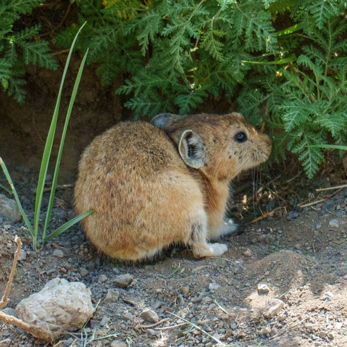 Daurian Pika