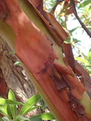 Arbutus canariensis