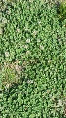 Trifolium repens