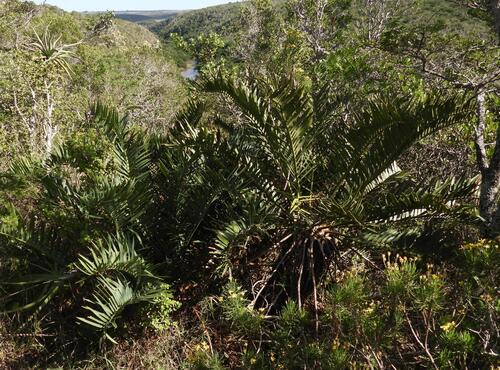 Encephalartos trispinosus