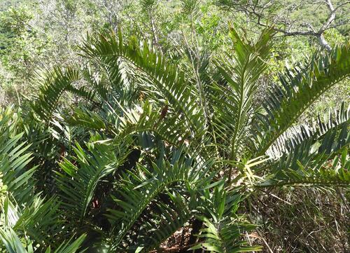 Encephalartos trispinosus, photograph 1