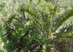Encephalartos trispinosus, photograph (c) Henry de Lange, some rights reserved (CC BY)