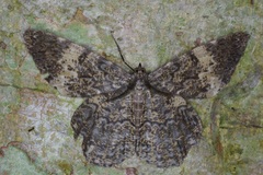 Amblychia hymenaria